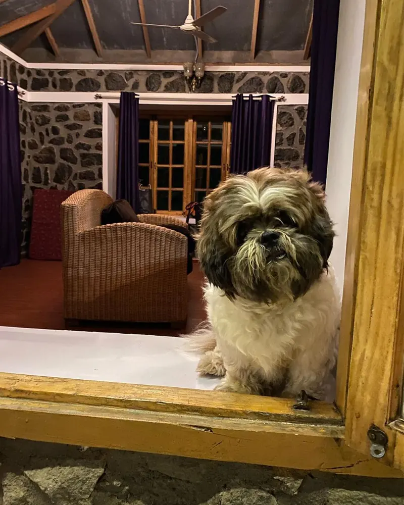 A small dog sitting in the doorway of a cottage